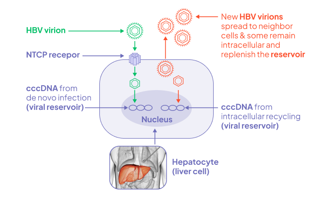 Diagram showing HBV entering a liver cell, forming a cccDNA reservoir, and spreading new virions